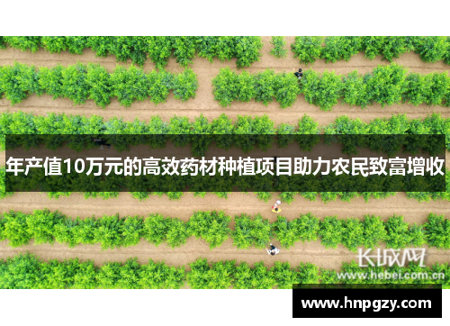 年产值10万元的高效药材种植项目助力农民致富增收 年产值10万元的高效药材种植项目助力农民致富增收