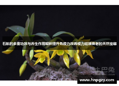 石斛的多重功效与养生作用解析提升免疫力改善视力延缓衰老的天然宝藏