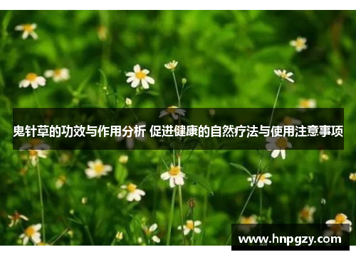 鬼针草的功效与作用分析 促进健康的自然疗法与使用注意事项