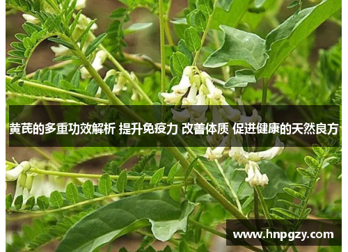 黄芪的多重功效解析 提升免疫力 改善体质 促进健康的天然良方 黄芪的多重功效解析 提升免疫力 改善体质 促进健康的天然良方